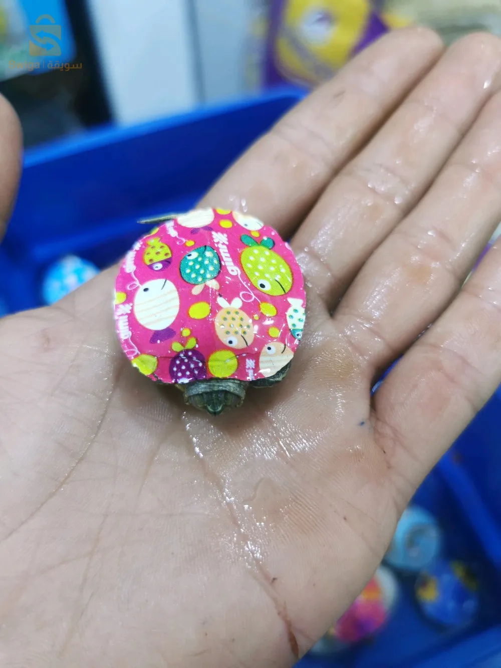 سلاحف برمائية مستوردة