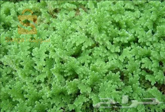 الازولا ودي الماء