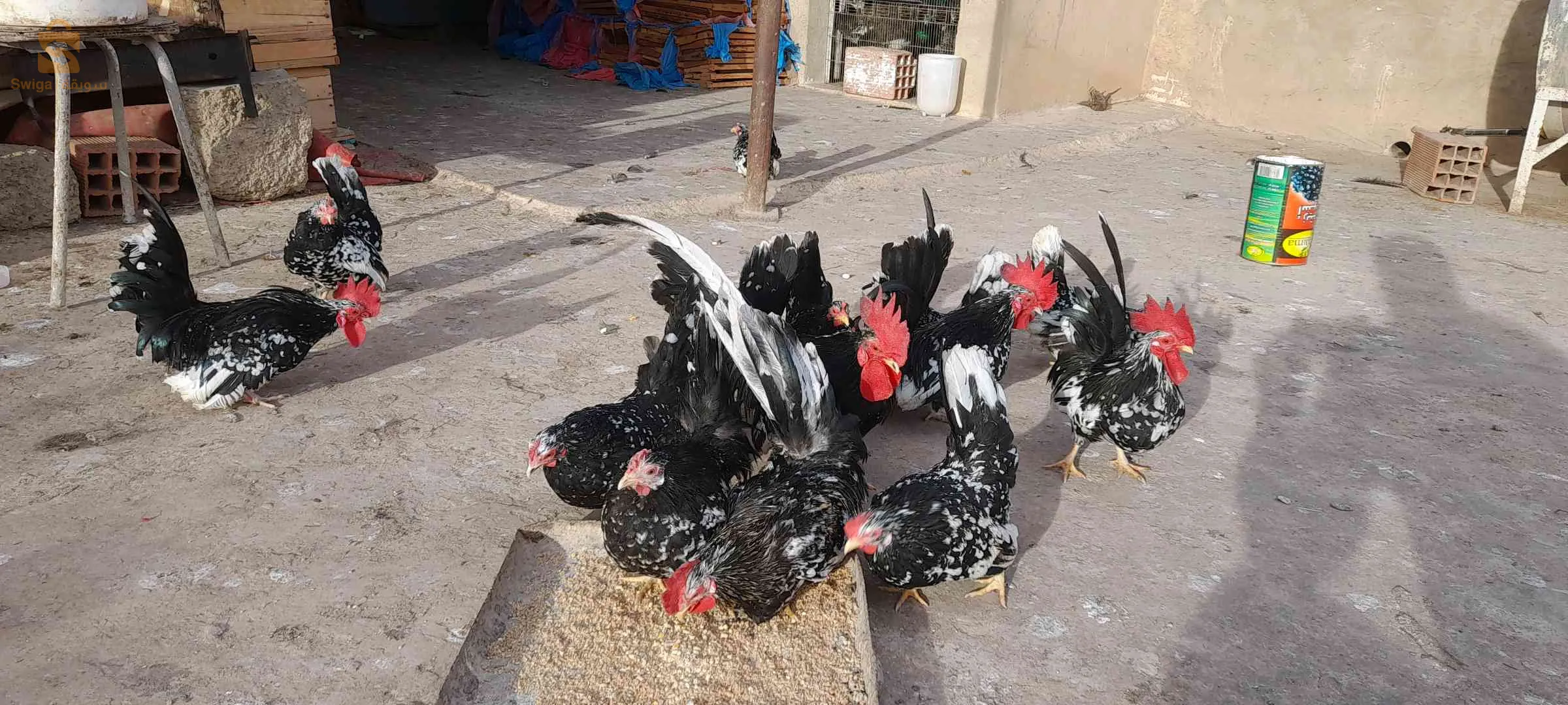 بيض نكازامي كايوتي (دجاج قزم)