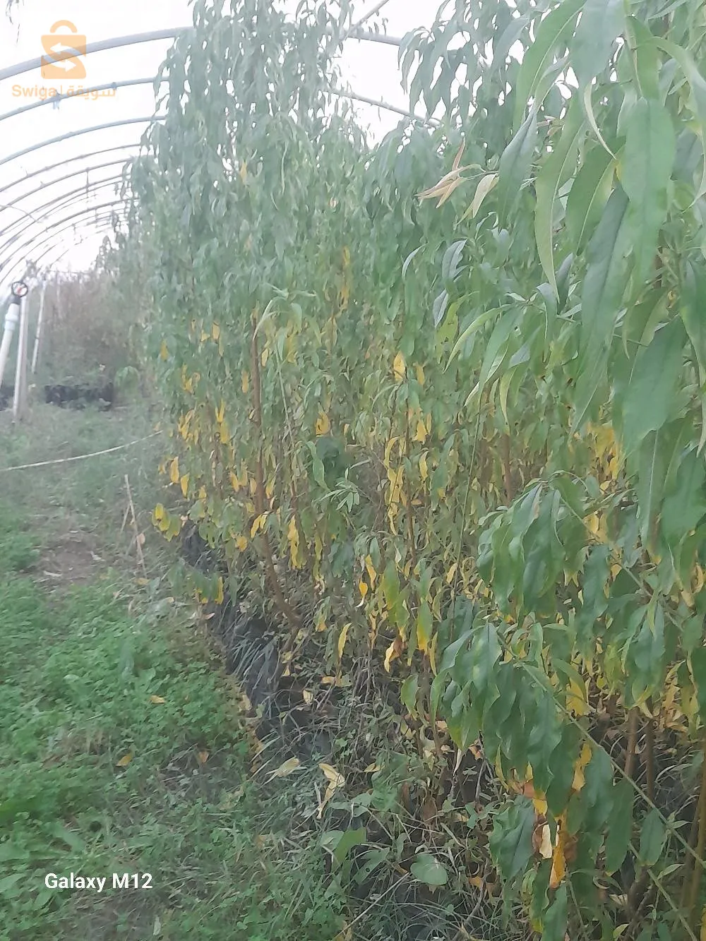 بلدية سيدي راشد ولاية تيبازة