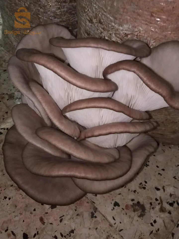بذور الفطر