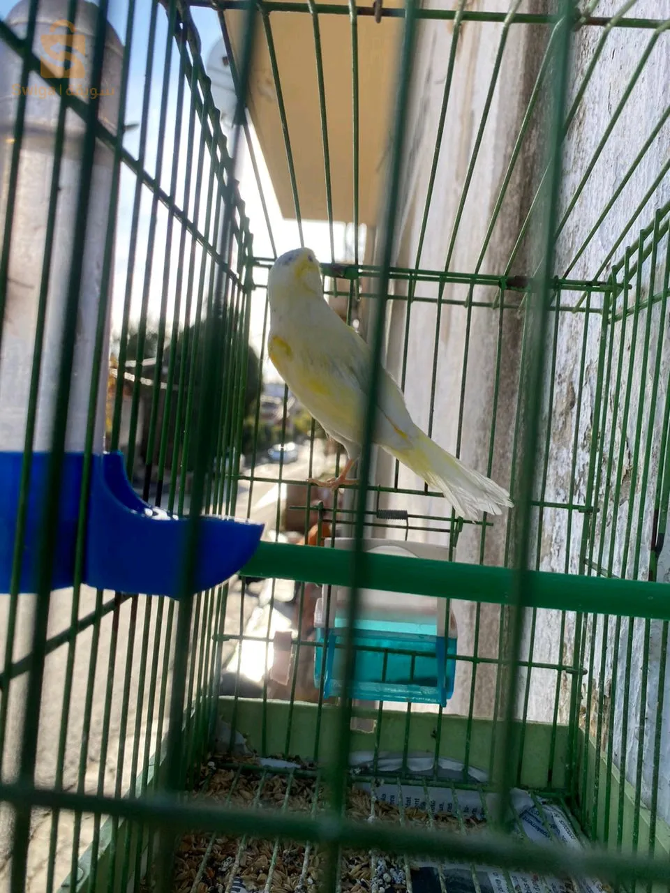 couple de canari wjdin