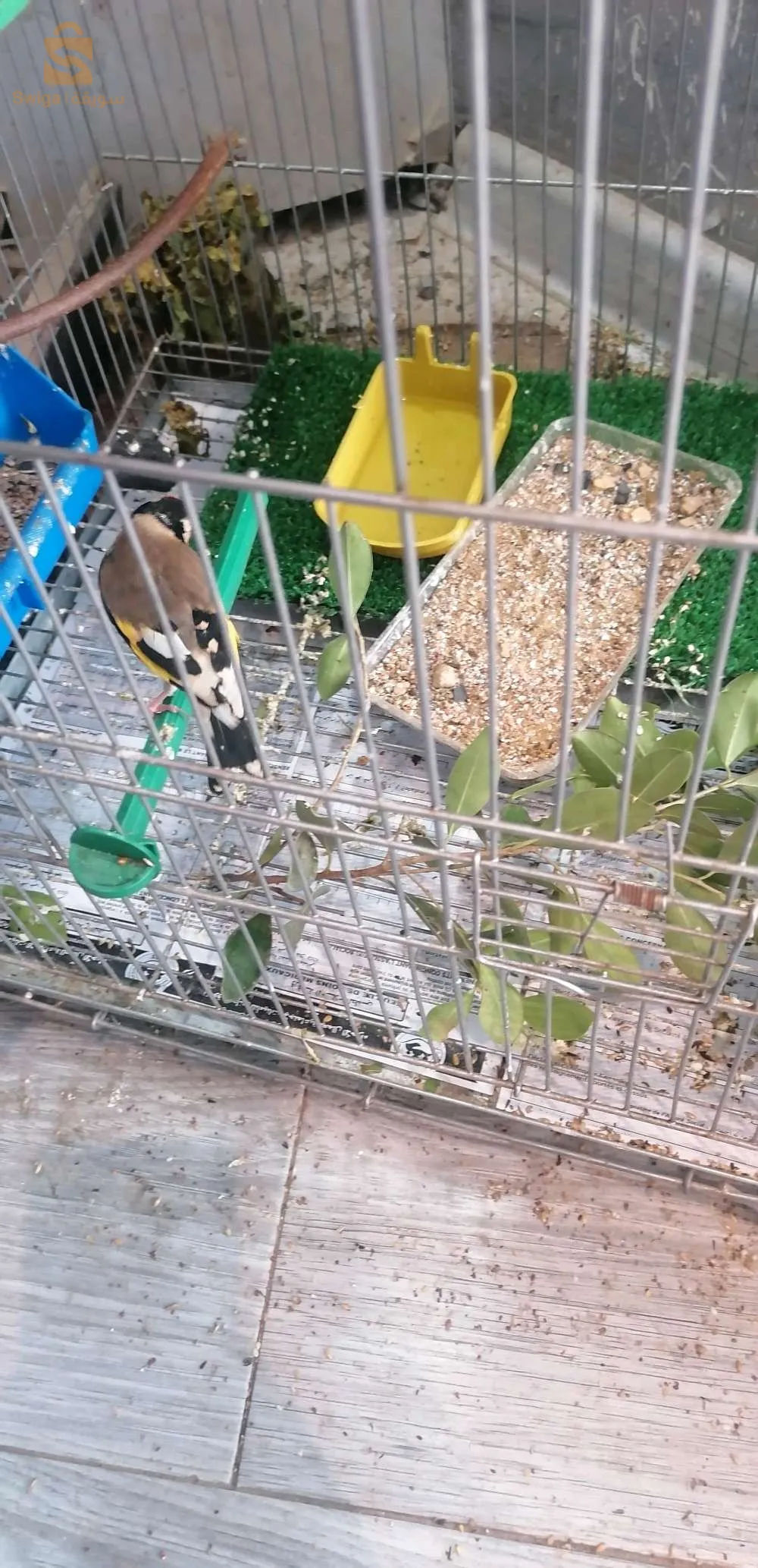 مقنين سيكتار مدية