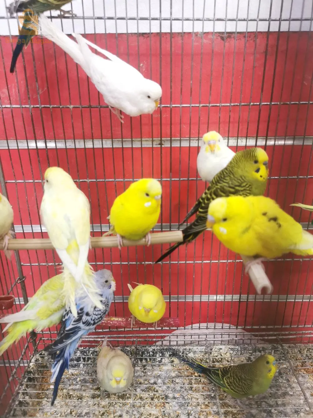 طائر الباجي ( بيريش)