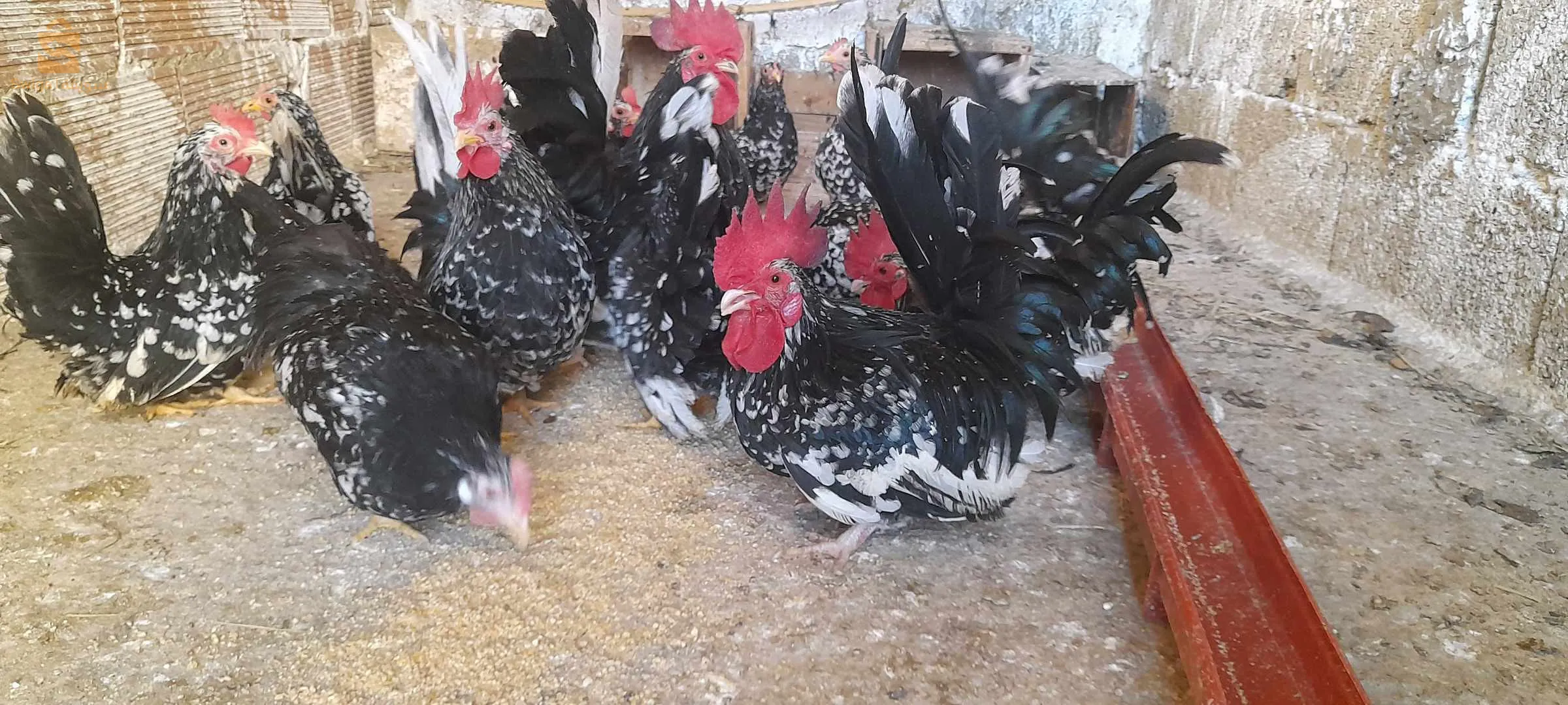 بيض نكازامي كايوتي (دجاج قزم)