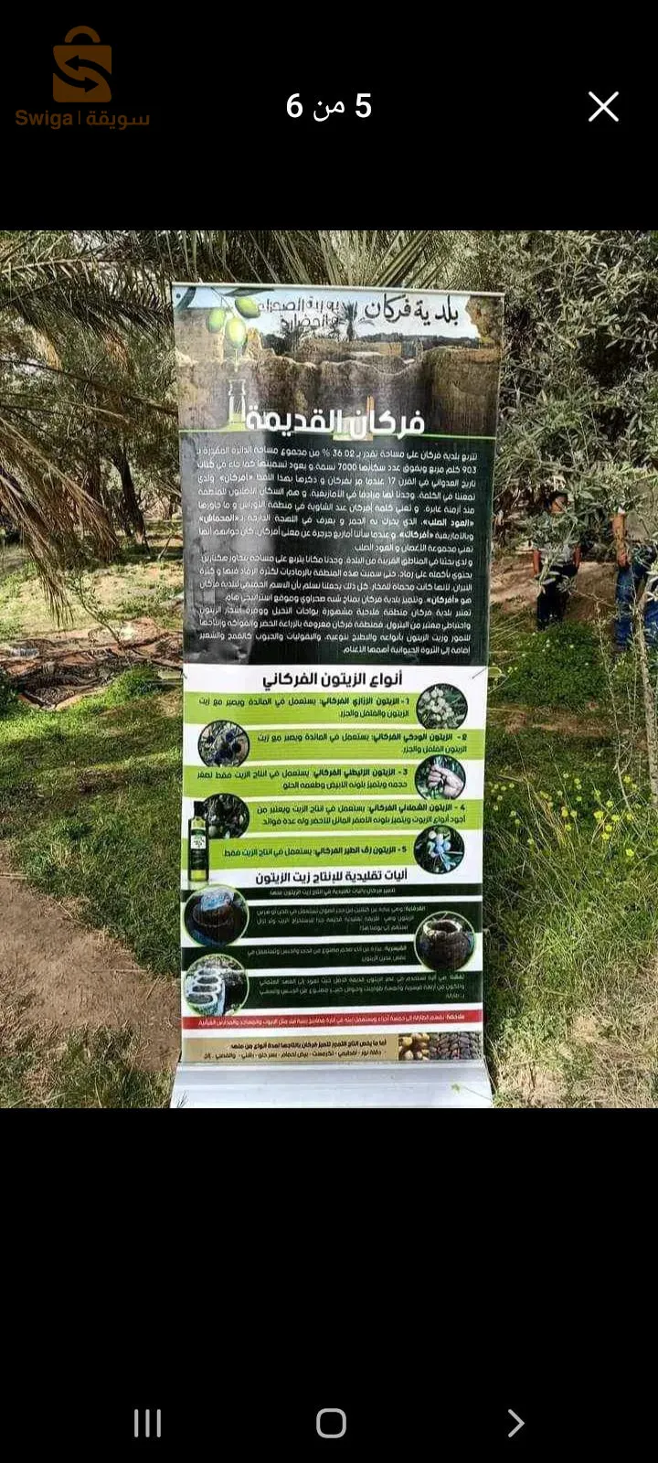 زيت زيتون