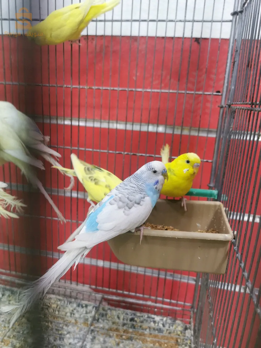 طائر الباجي ( بيريش)