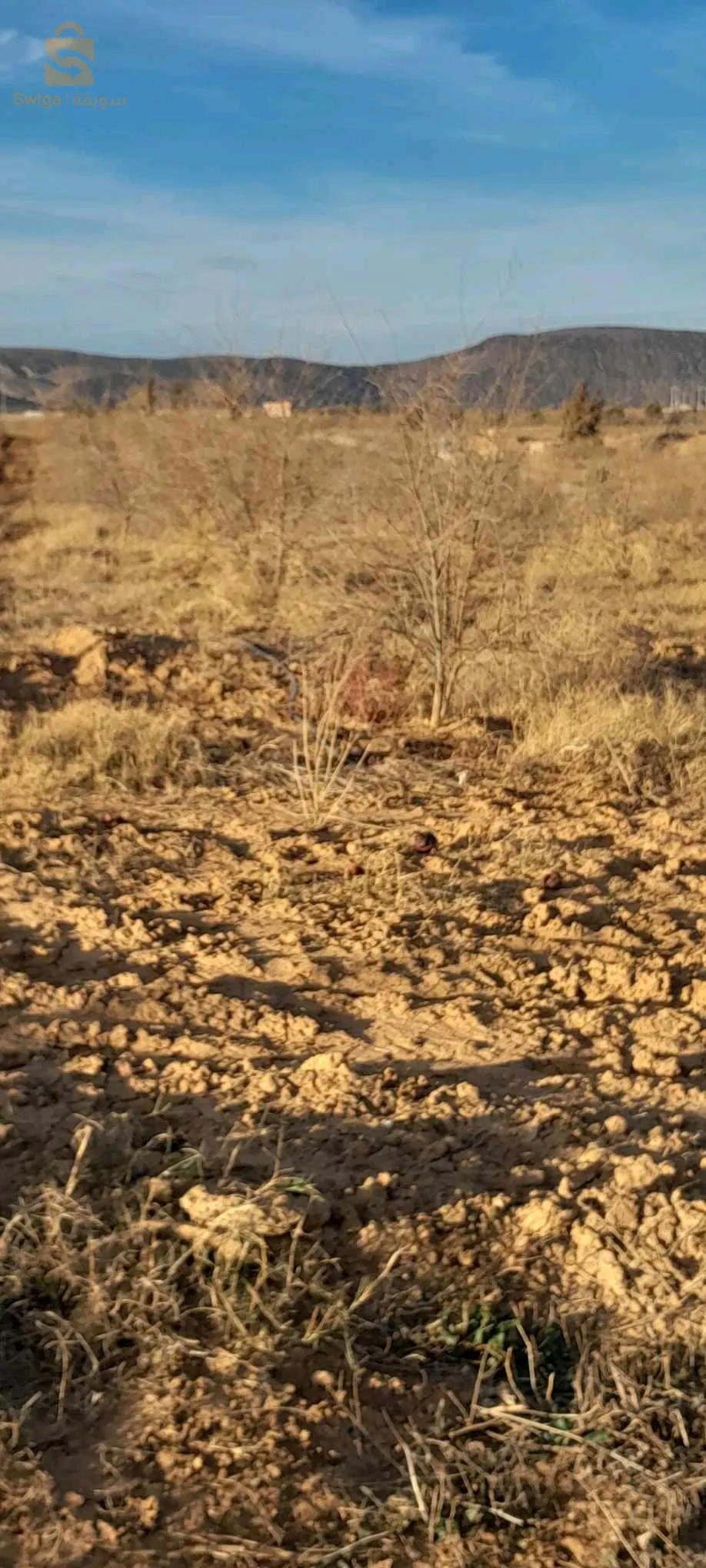 ارض فلاحية للبيع في تلمسان الرمشي مساحتها 20 هكتار بالعقد و الدفتر العقاري