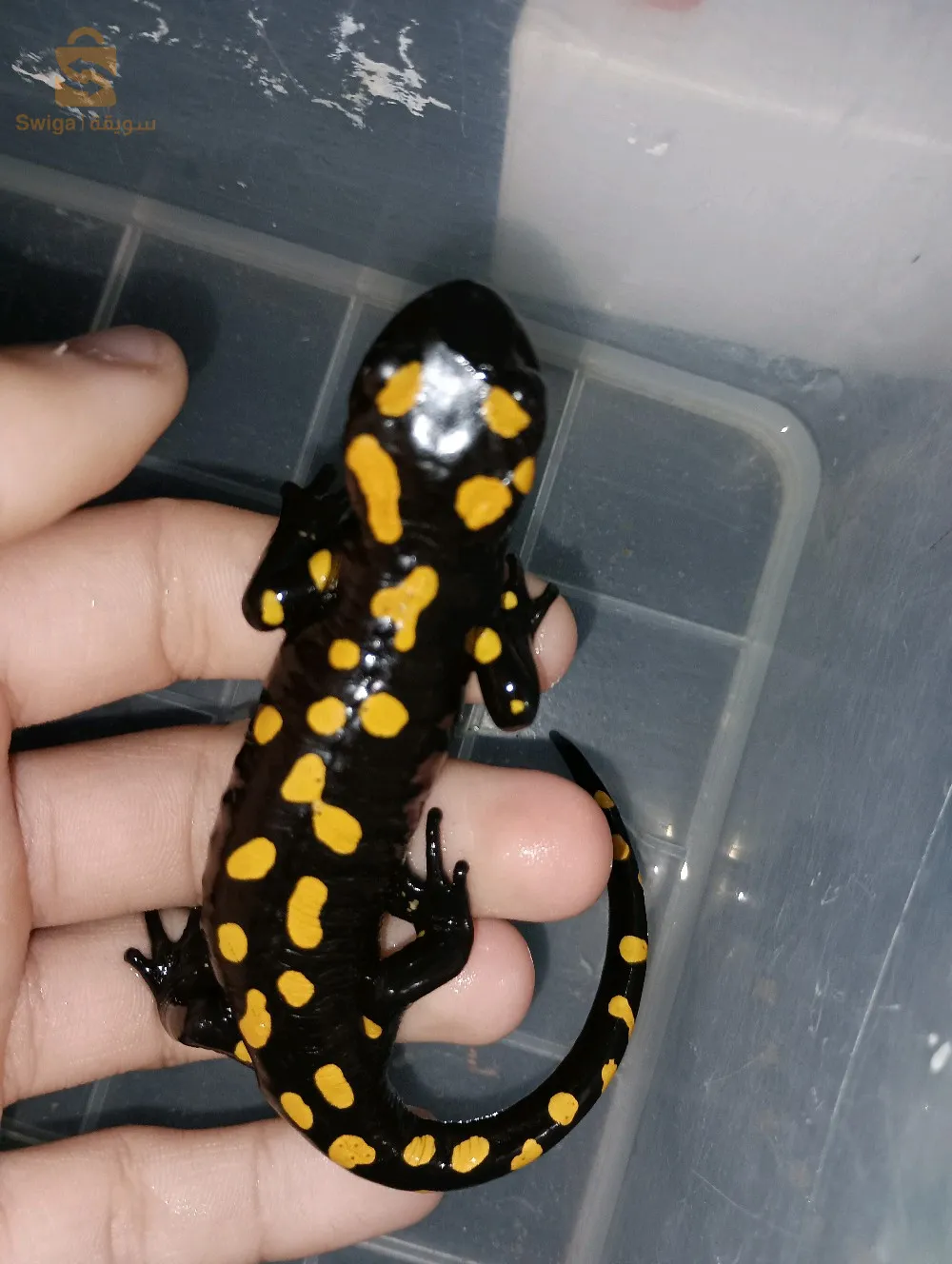 سلمندر ناري