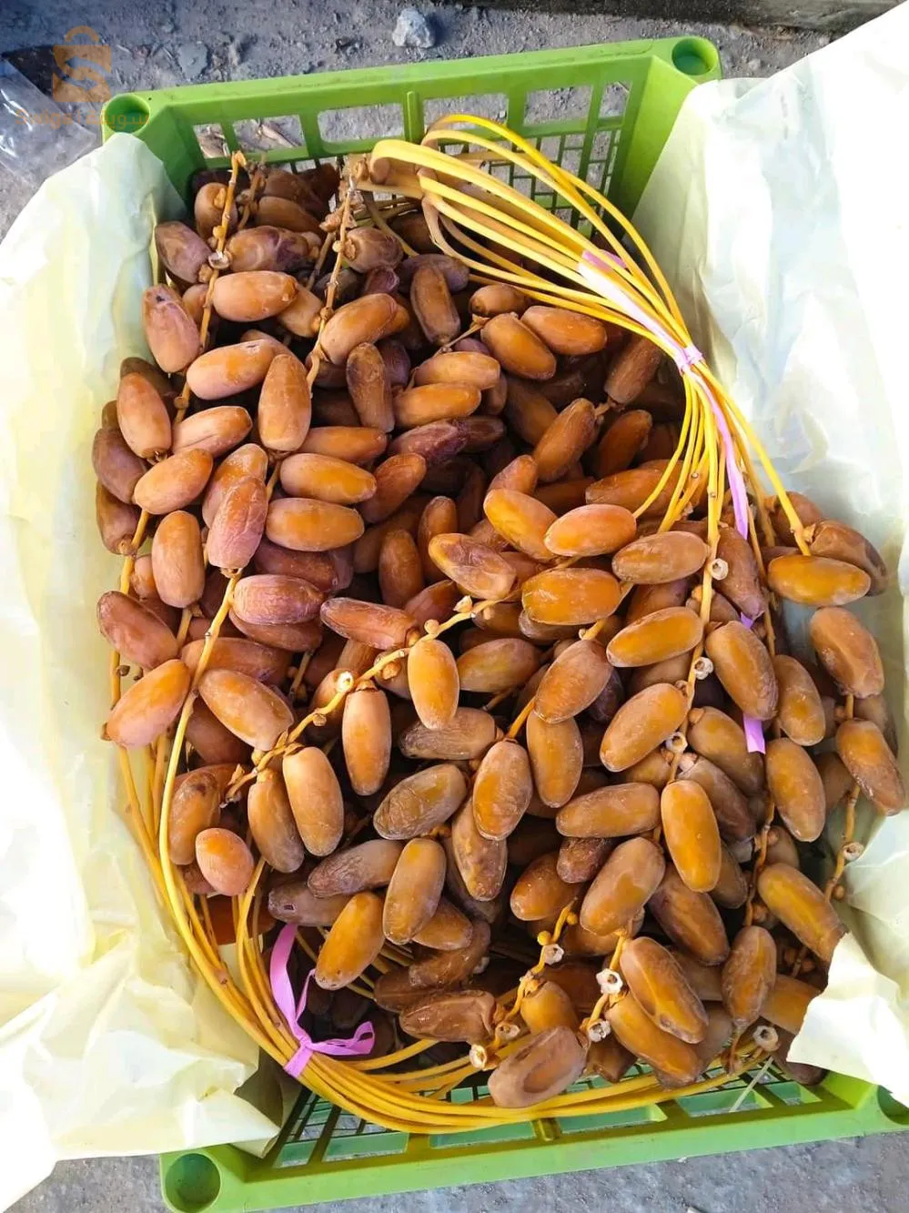 عرجون ما شاء الله