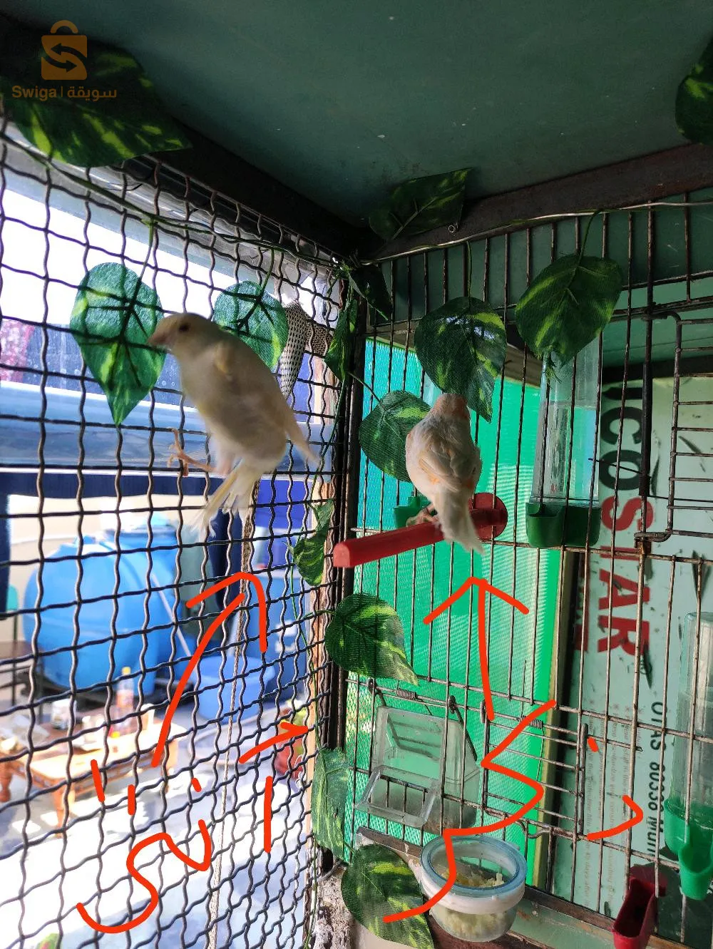 ساتيني للبيع