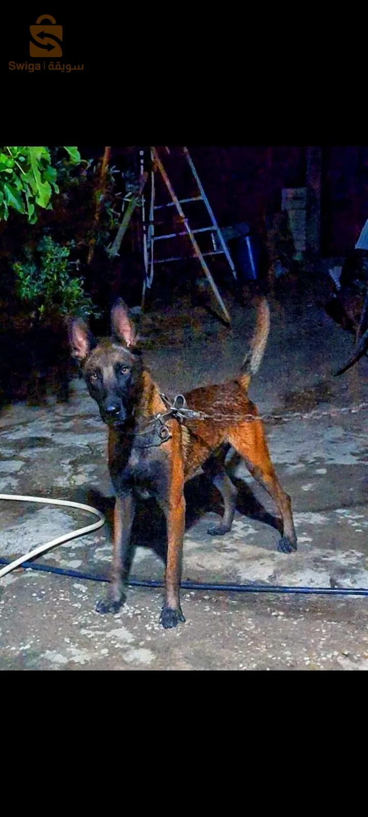 malinois