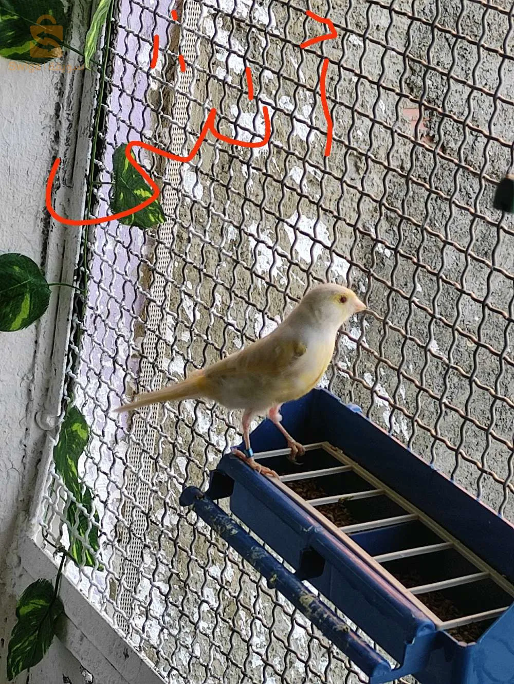 ساتيني للبيع