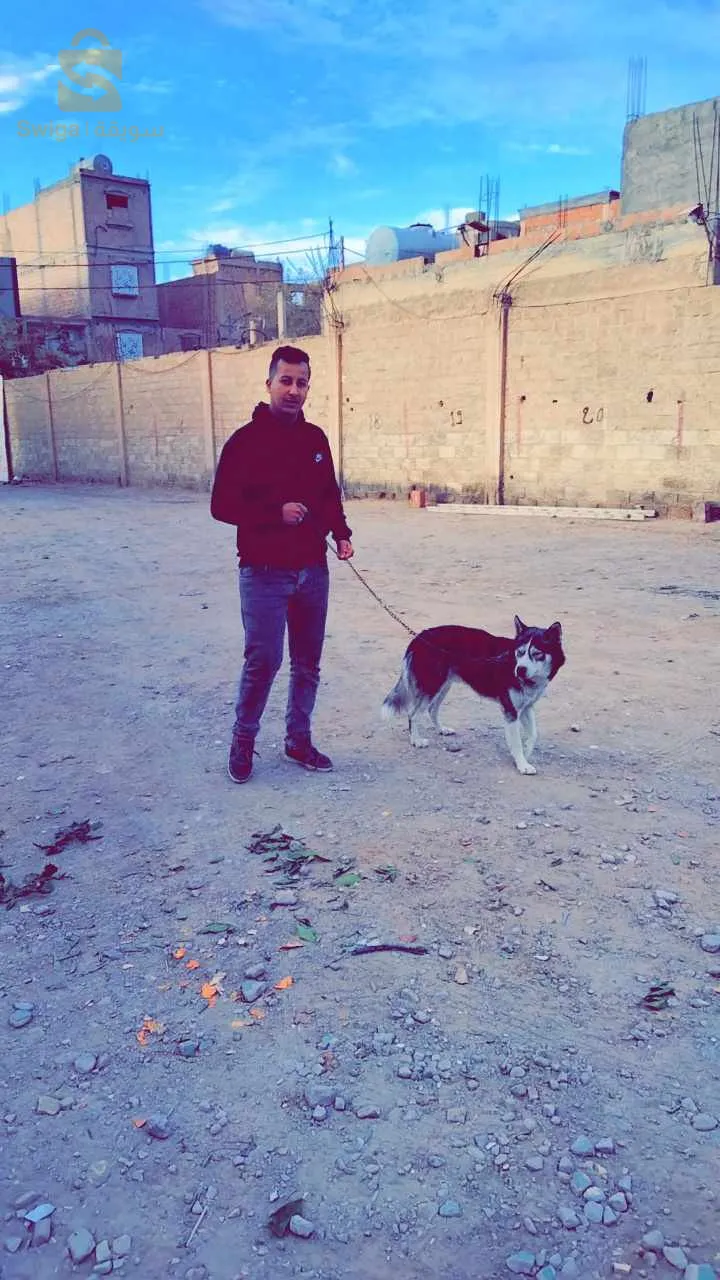 كلب هاسكي عمرو 9 شهر