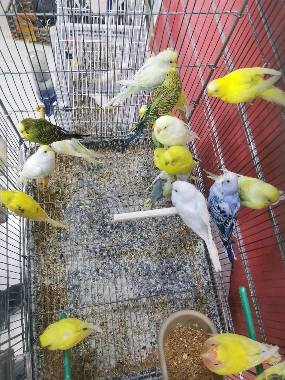 طائر الباجي ( بيريش)