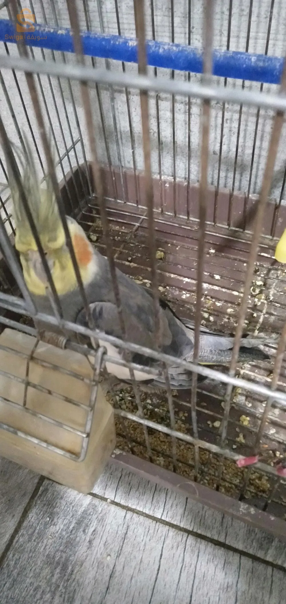 oiseau de race  calopsitte