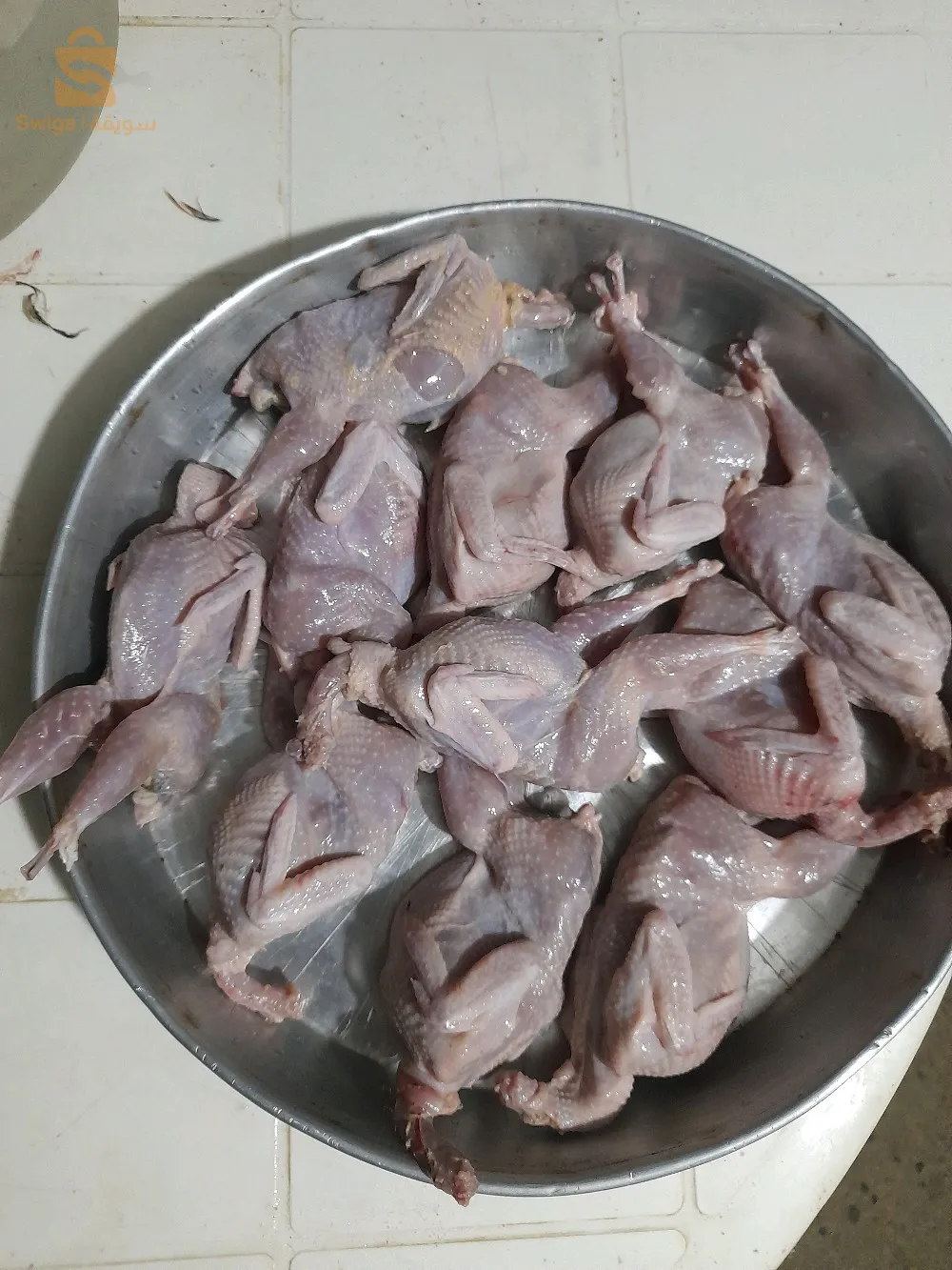 المدية