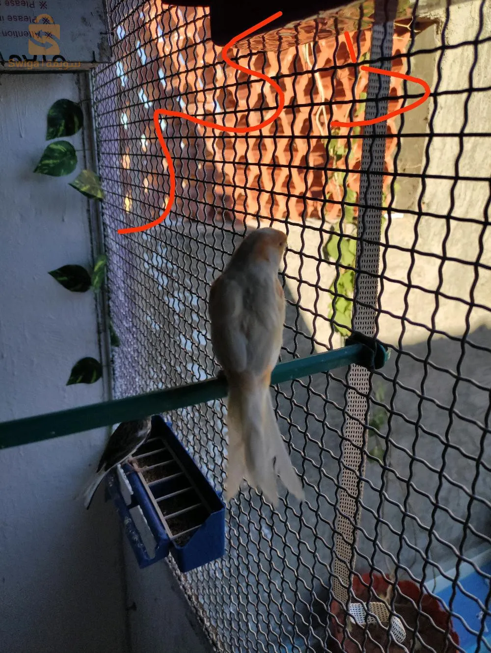 ساتيني للبيع