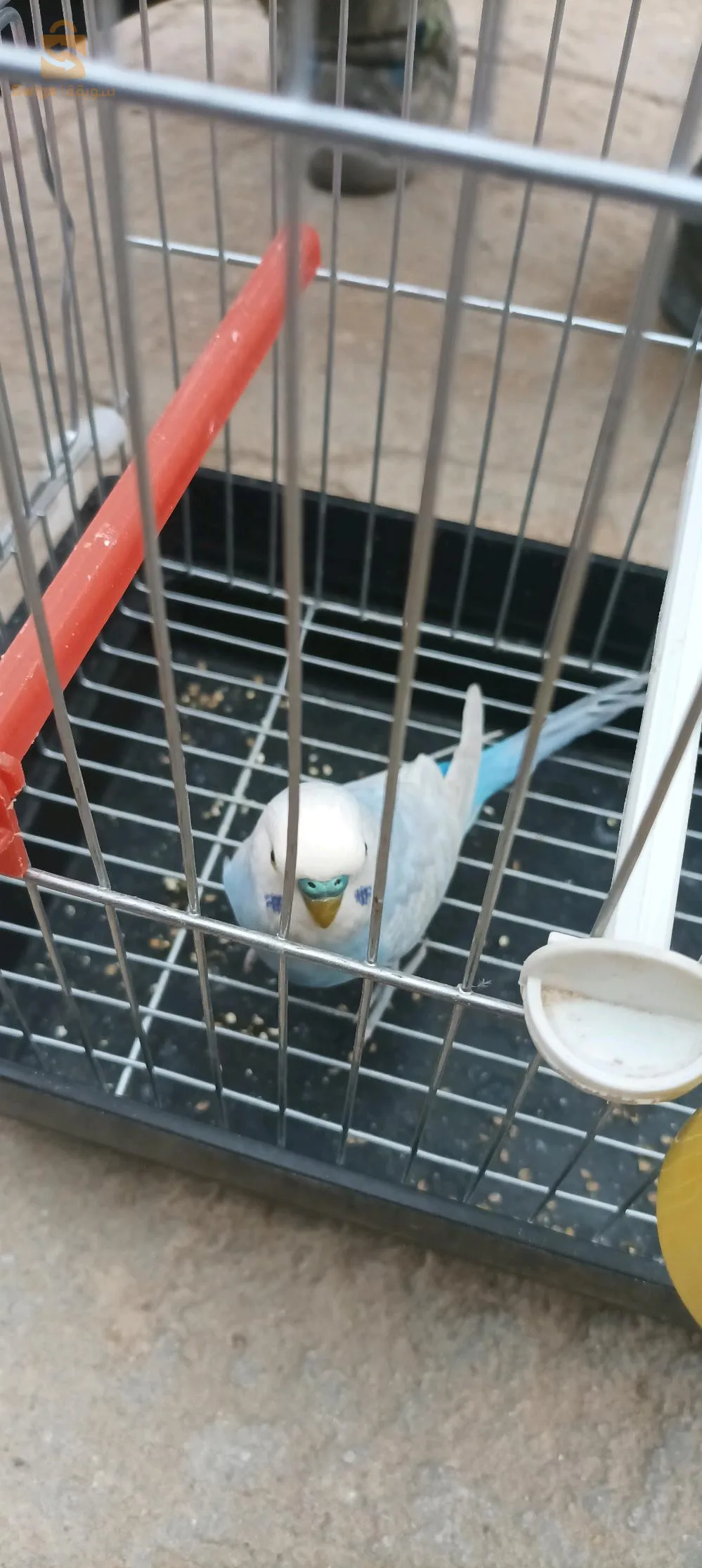 بادجي مدريسي يوقف فوق اليد