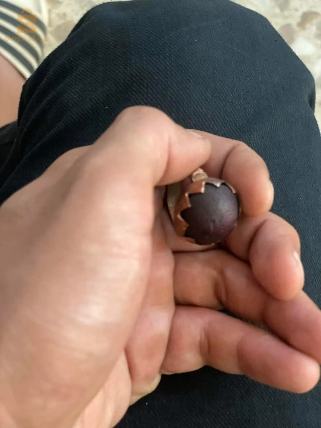 ام البواقي
