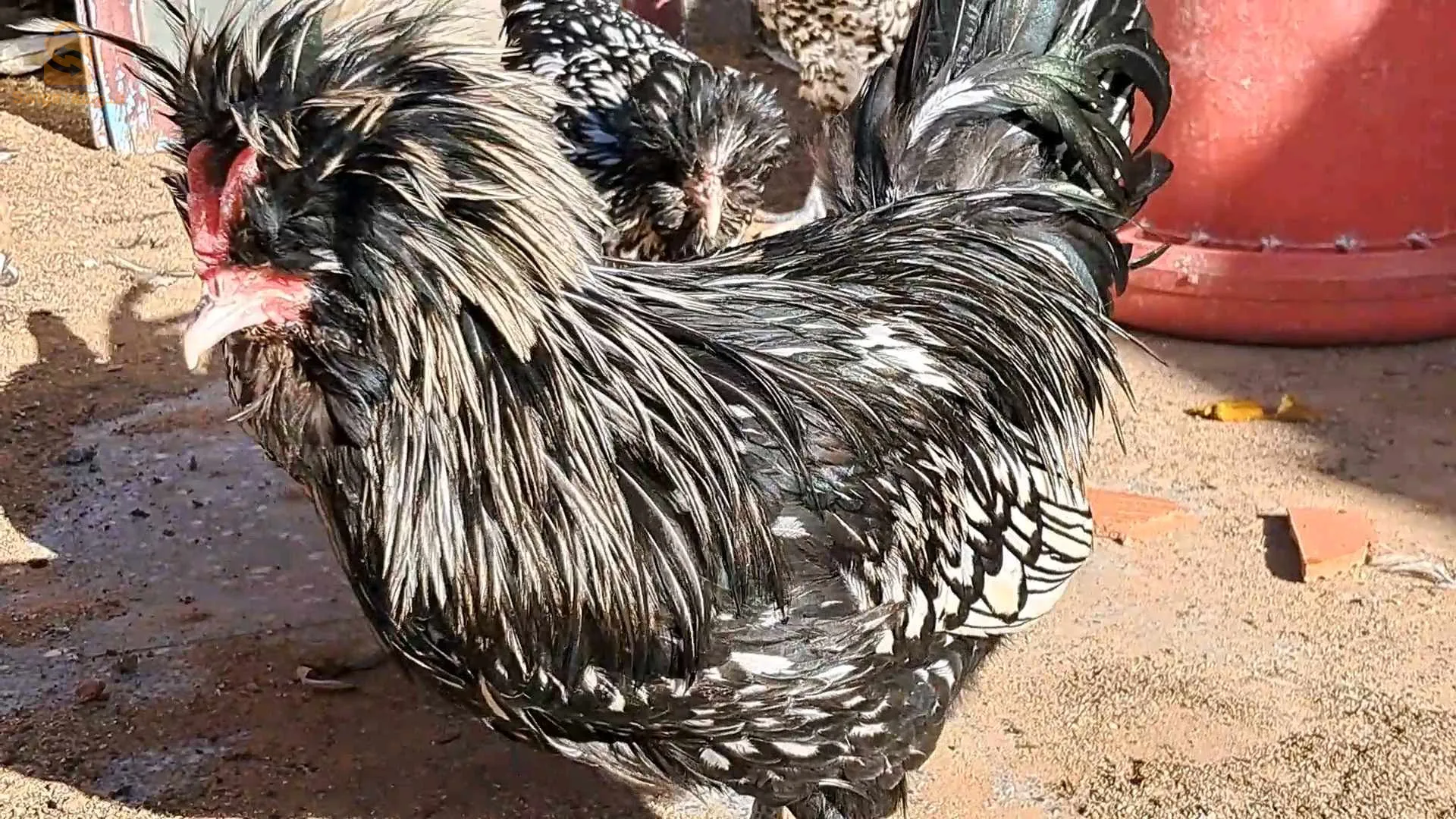 بيع بي كبلات