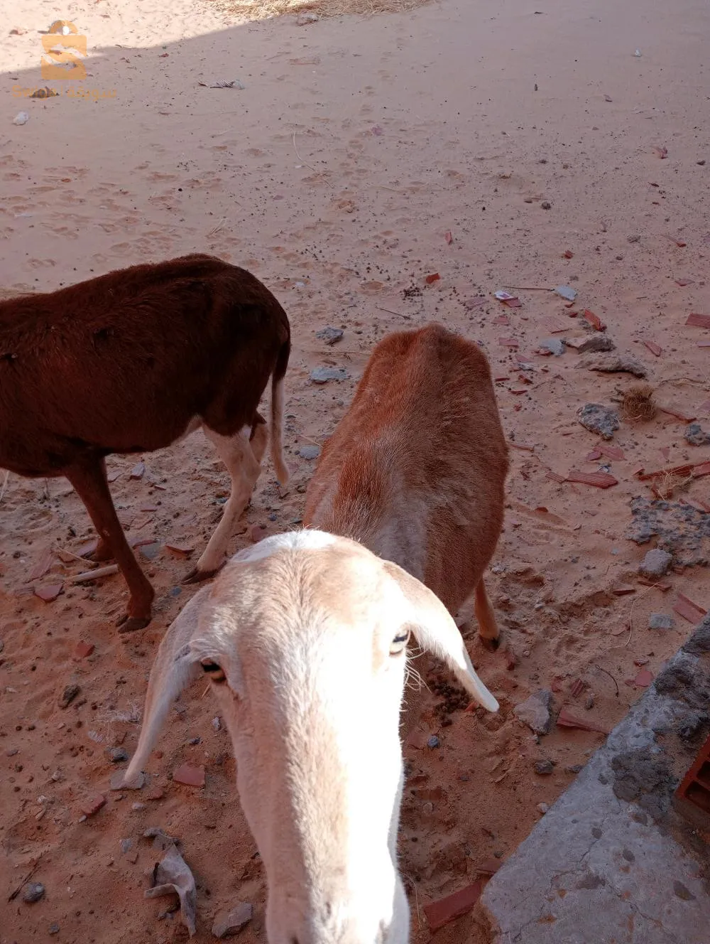 اميه ونسة الوا.ي