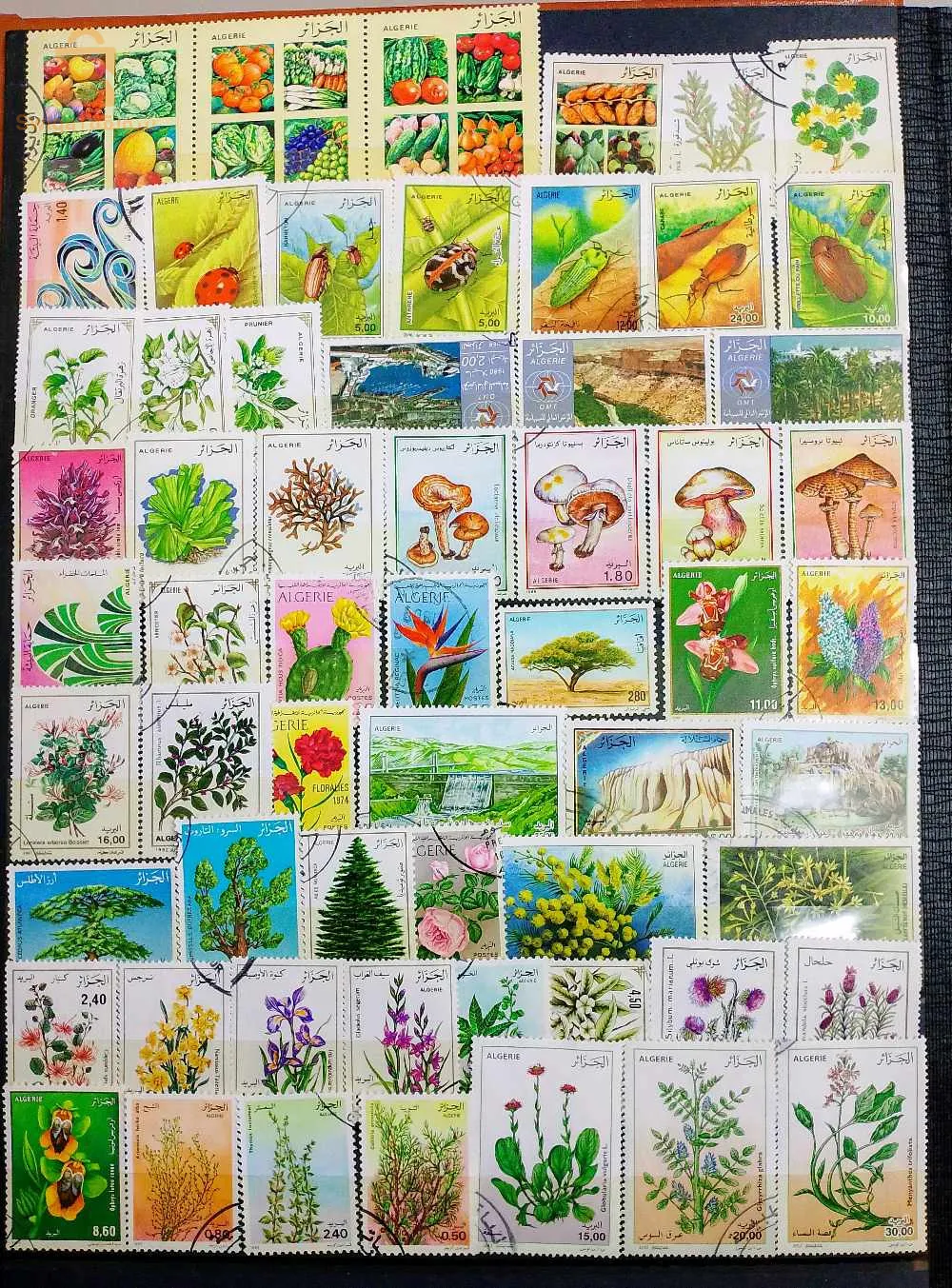 album de timbres d'Algérie