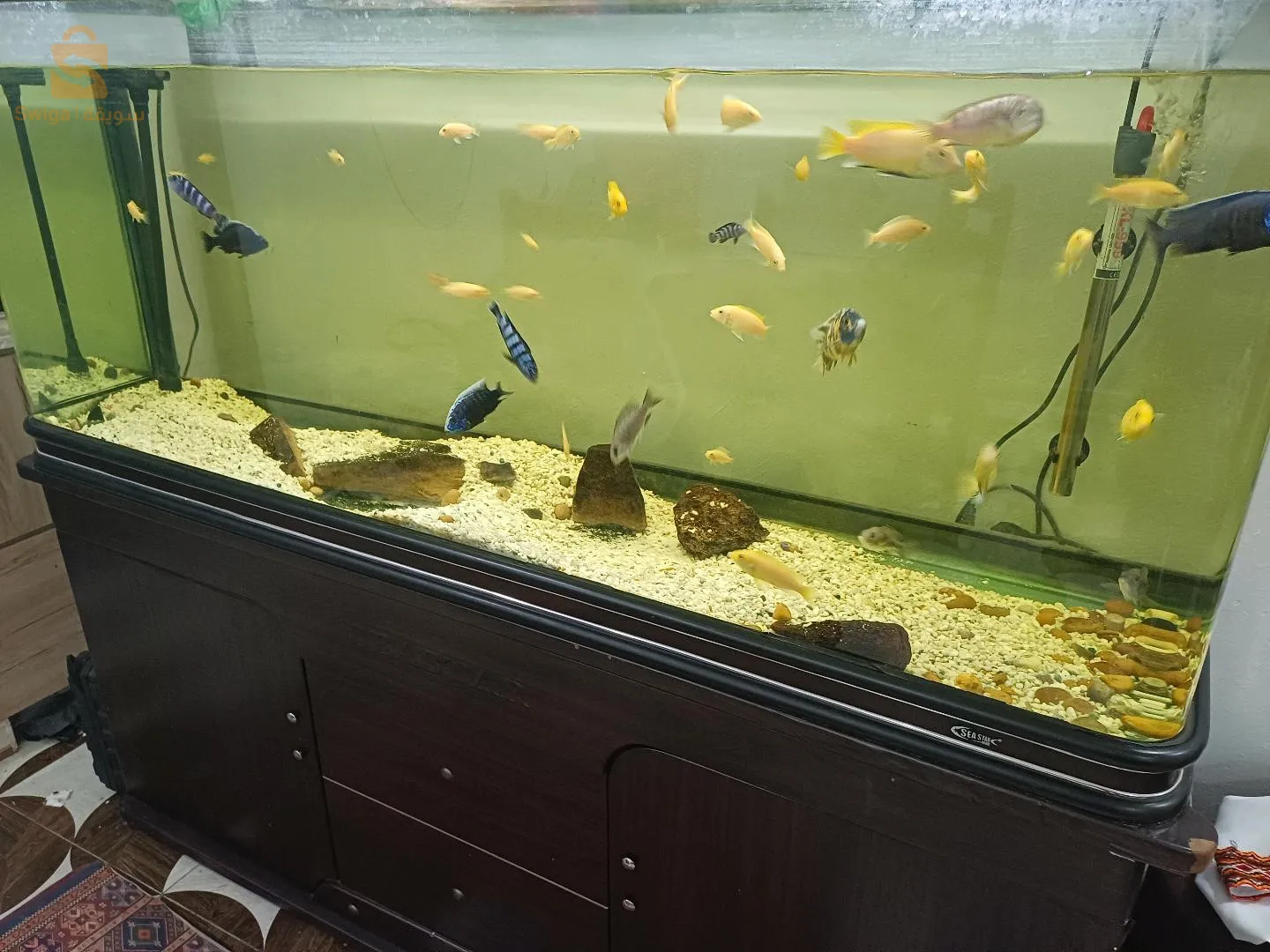 haja chaba fiha 1.50