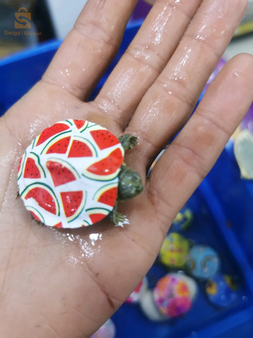 سلاحف برمائية مستوردة