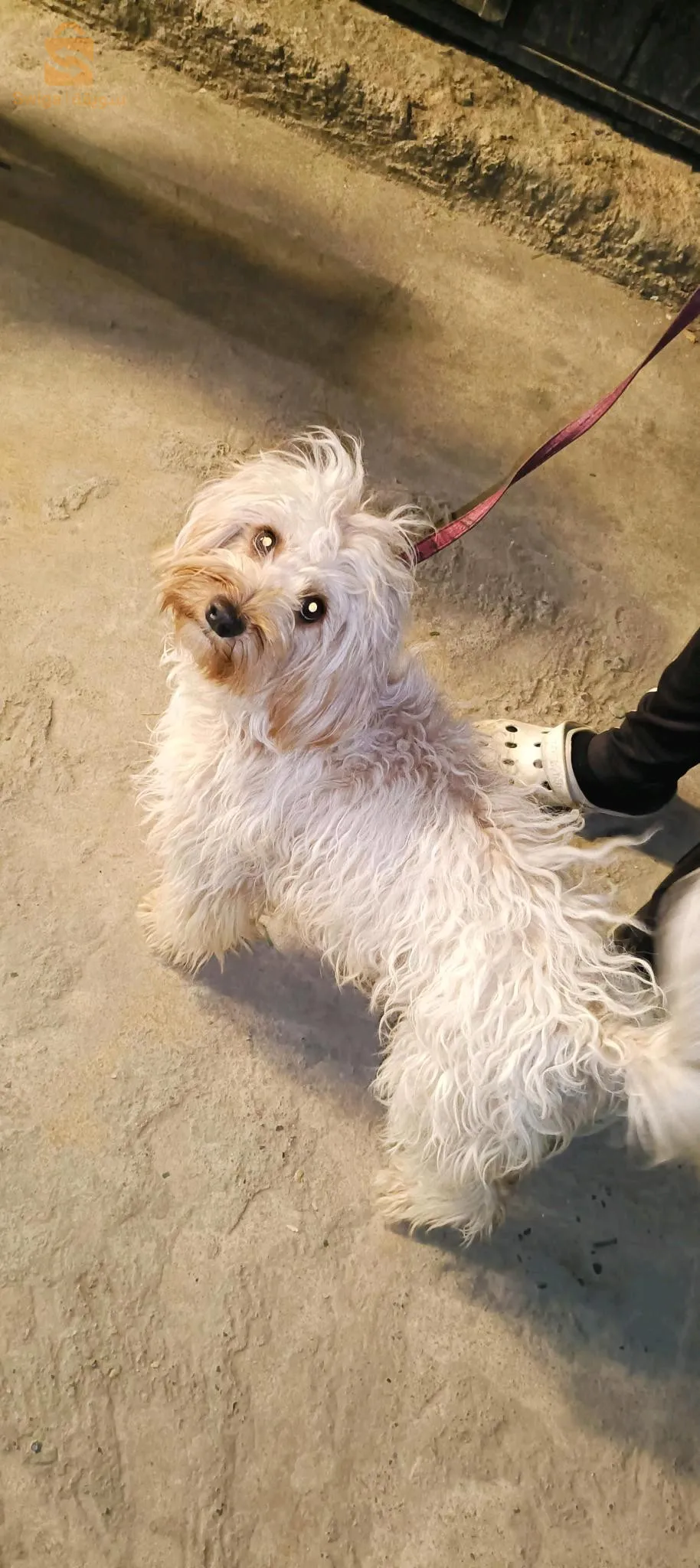 canich bichon pure