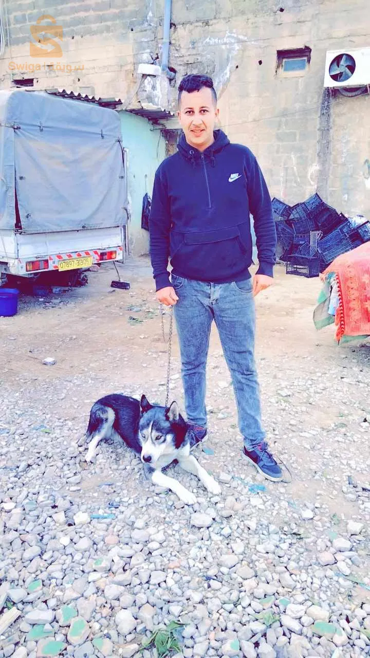 كلب هاسكي عمرو 9 شهر