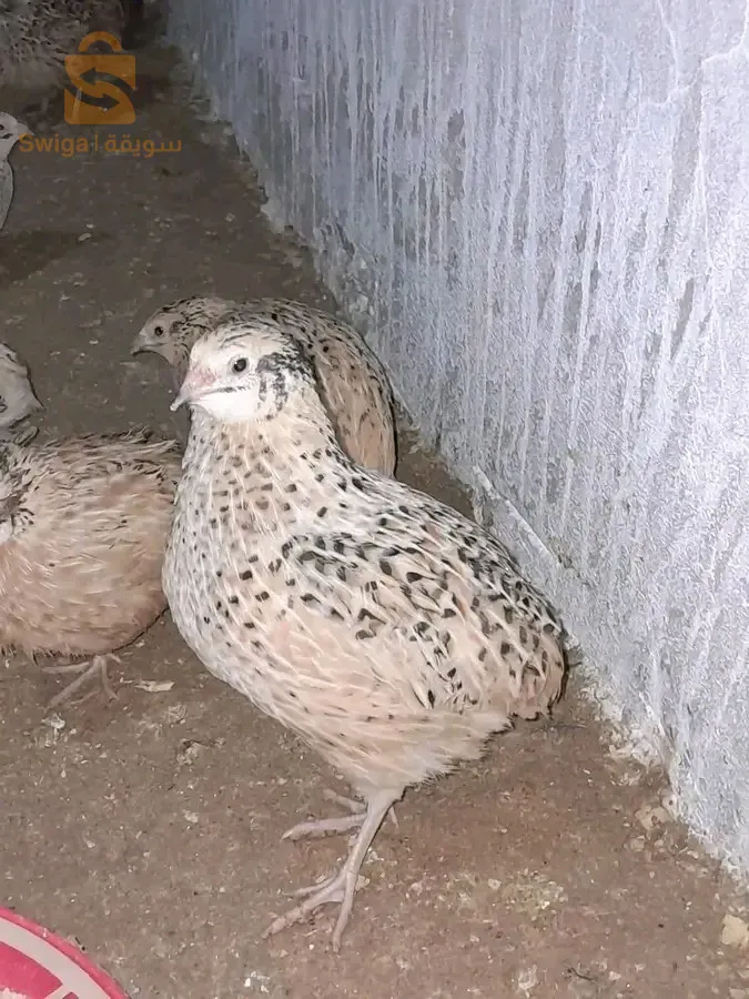 المدية