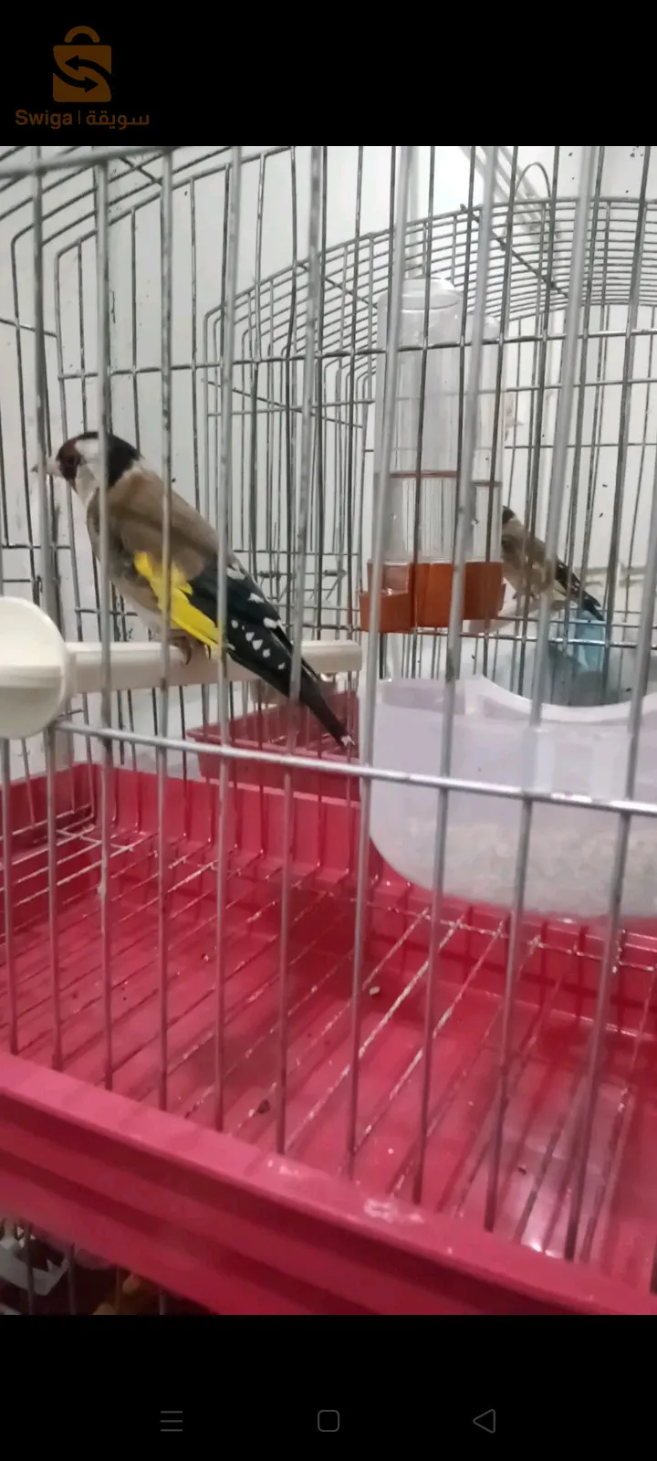 سيدي بلعباس