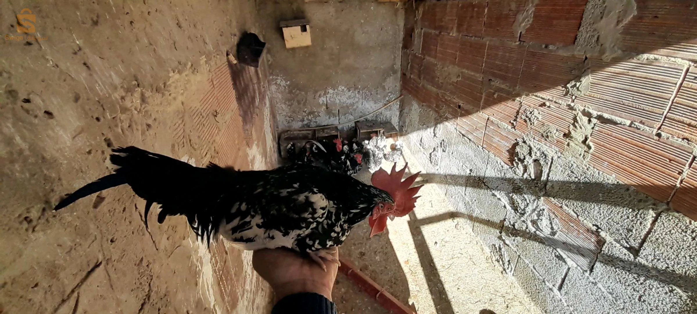 بيض نكازامي كايوتي (دجاج قزم)