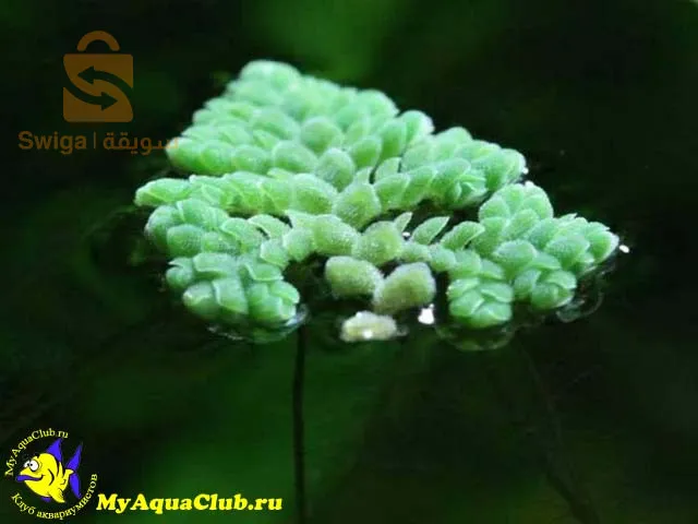 الازولا ودي الماء