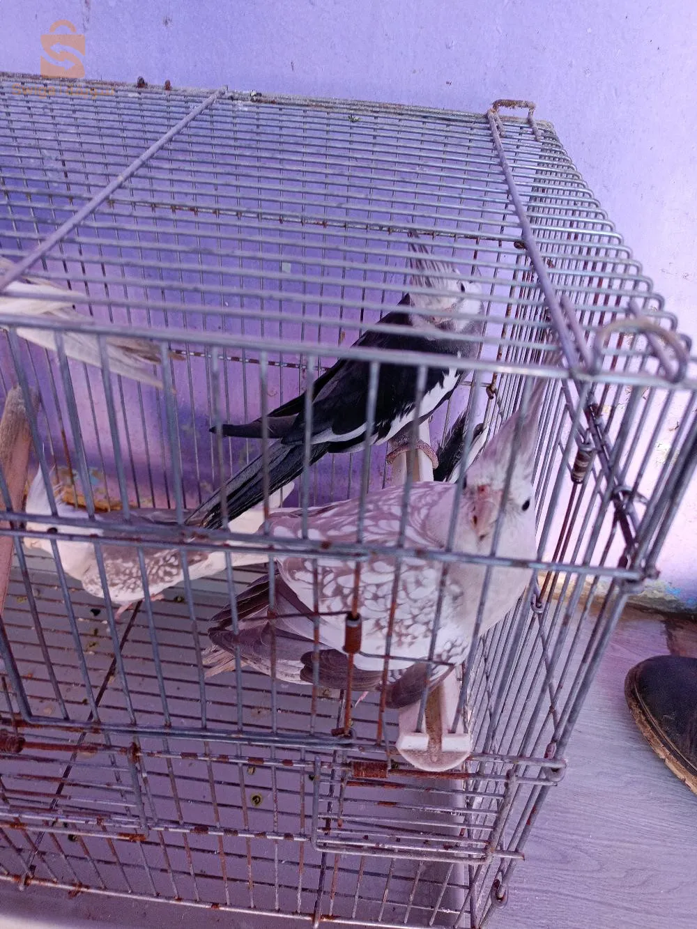 طائر كوكتيل