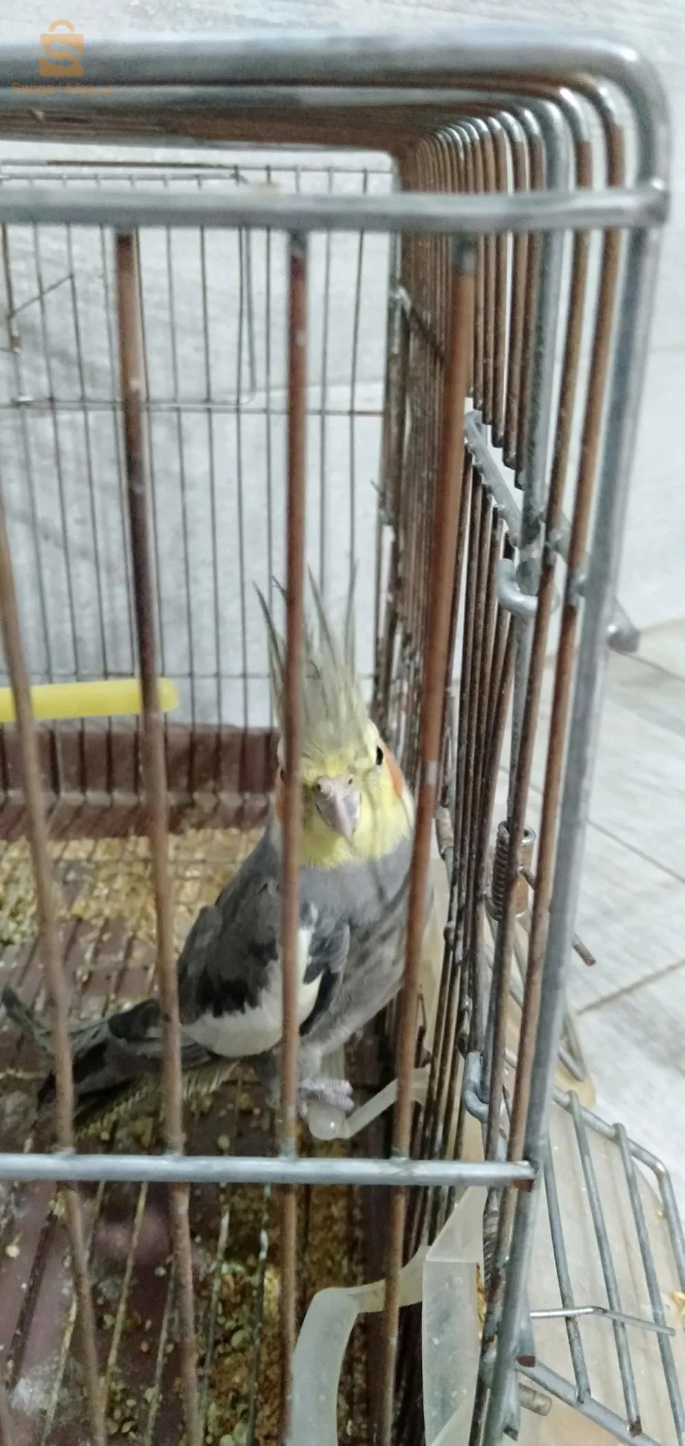 oiseau de race  calopsitte