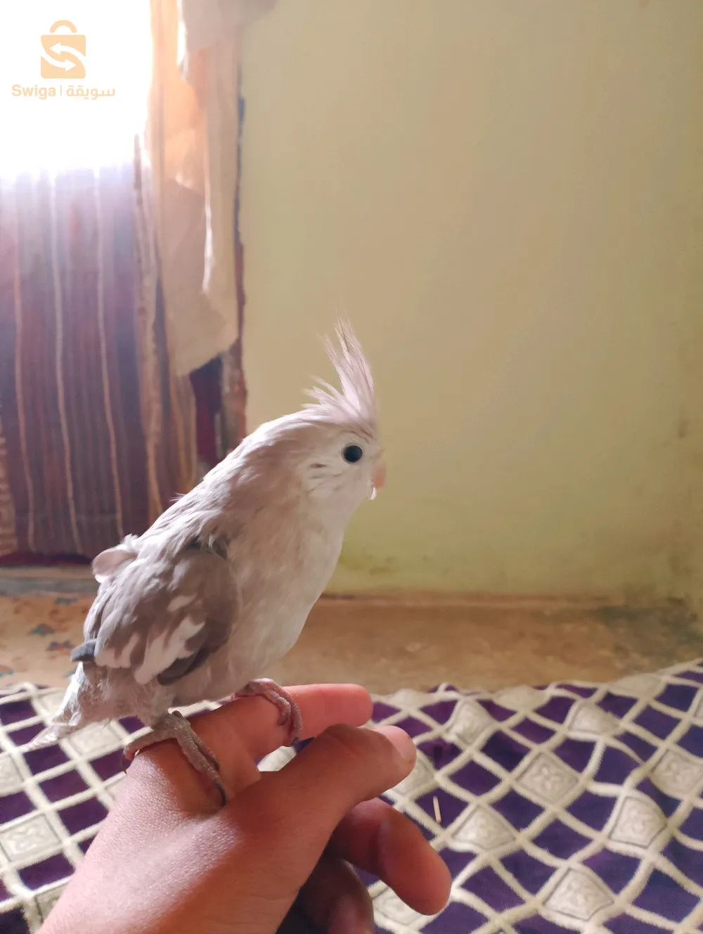 مال كوكتيل كالوبسيت وايت فايس