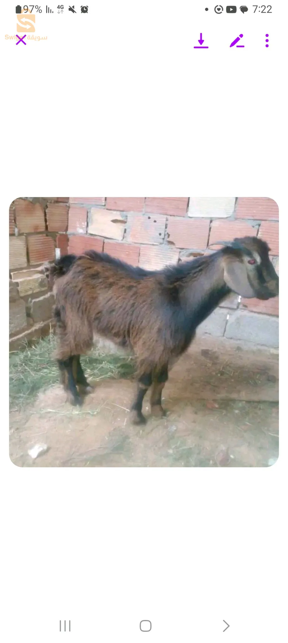 نحواس على جديان للبيع