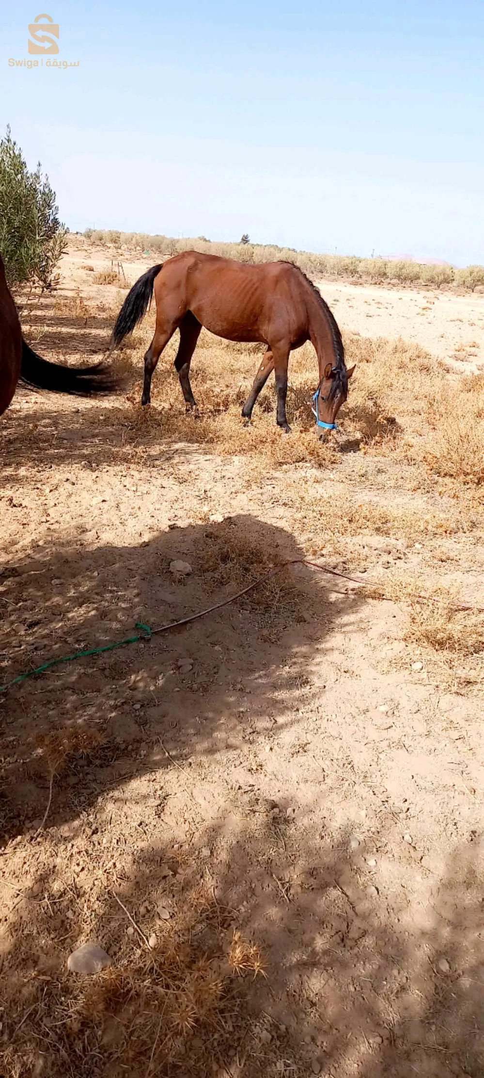 سيدي خجرس المسيلة