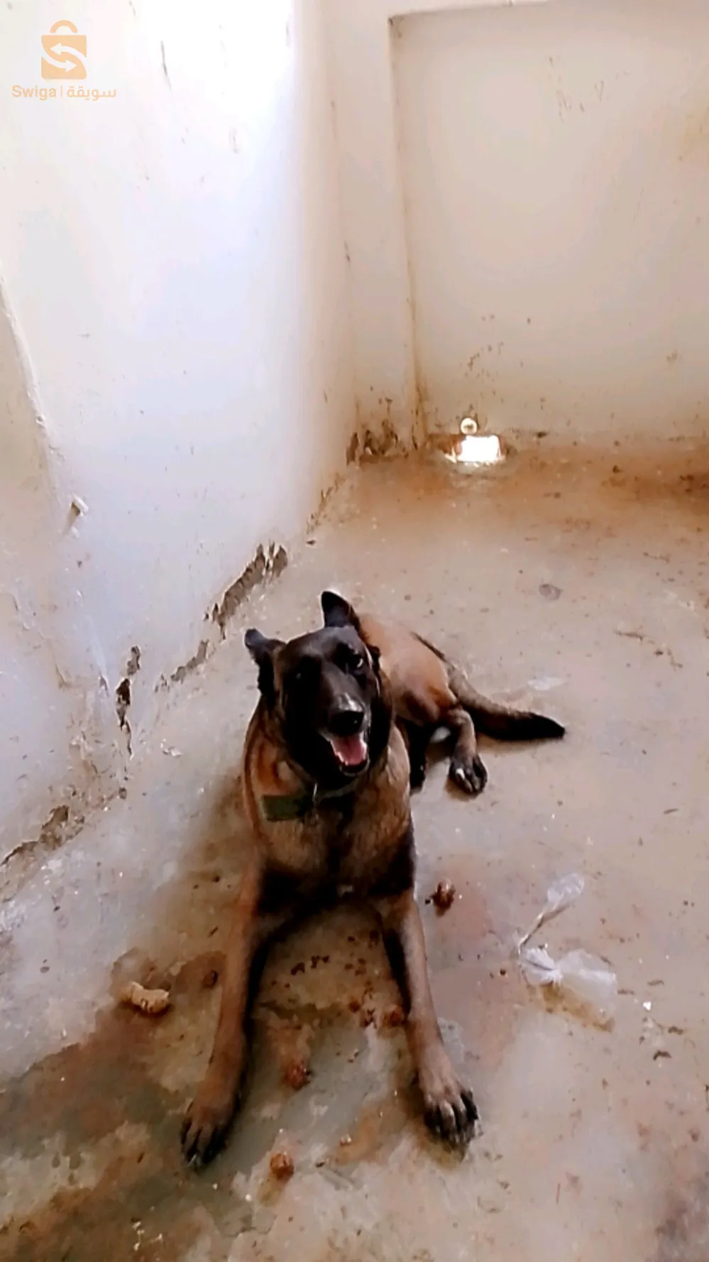 كوبلا مالينوة