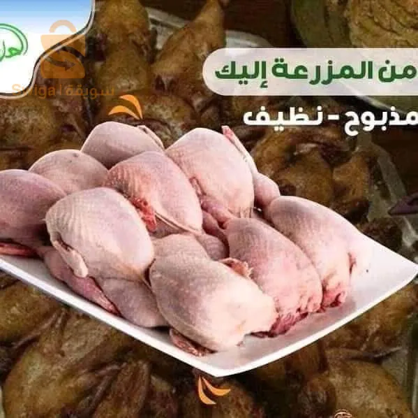 المدية