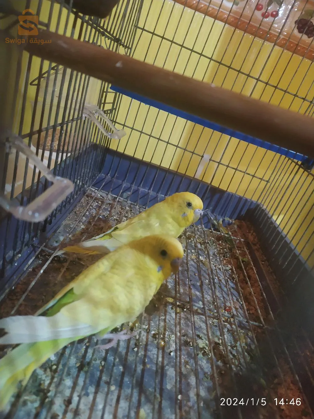 ببببپلالبببب