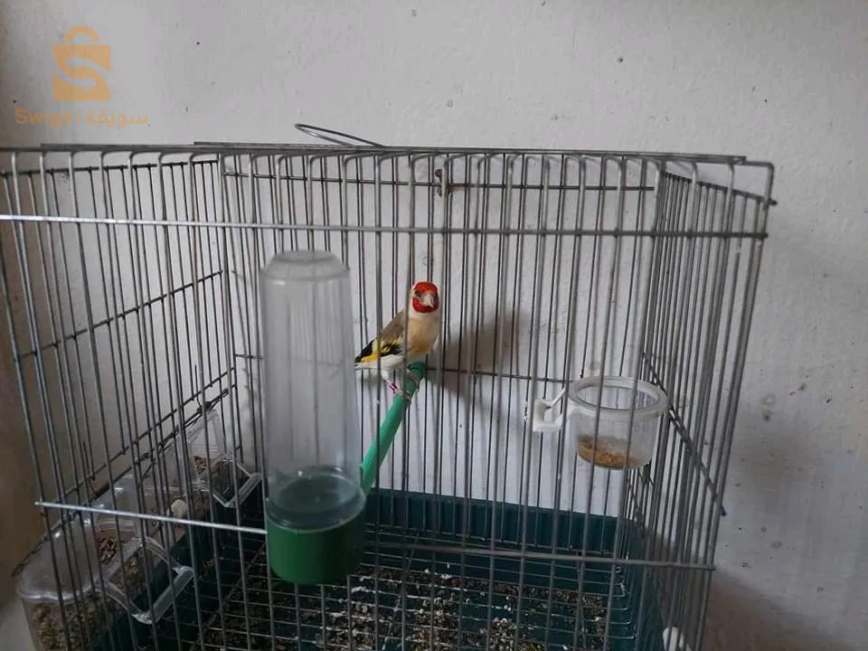 متوفر أنثى طفرة الحسون