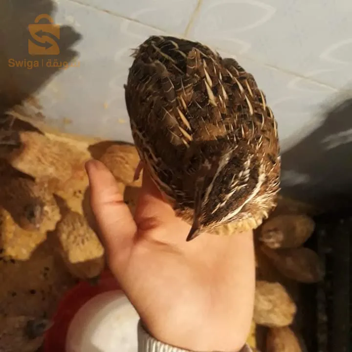 المدية