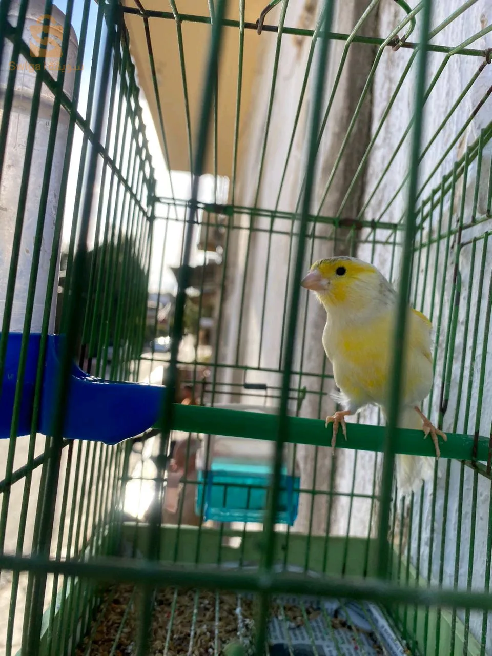 canari