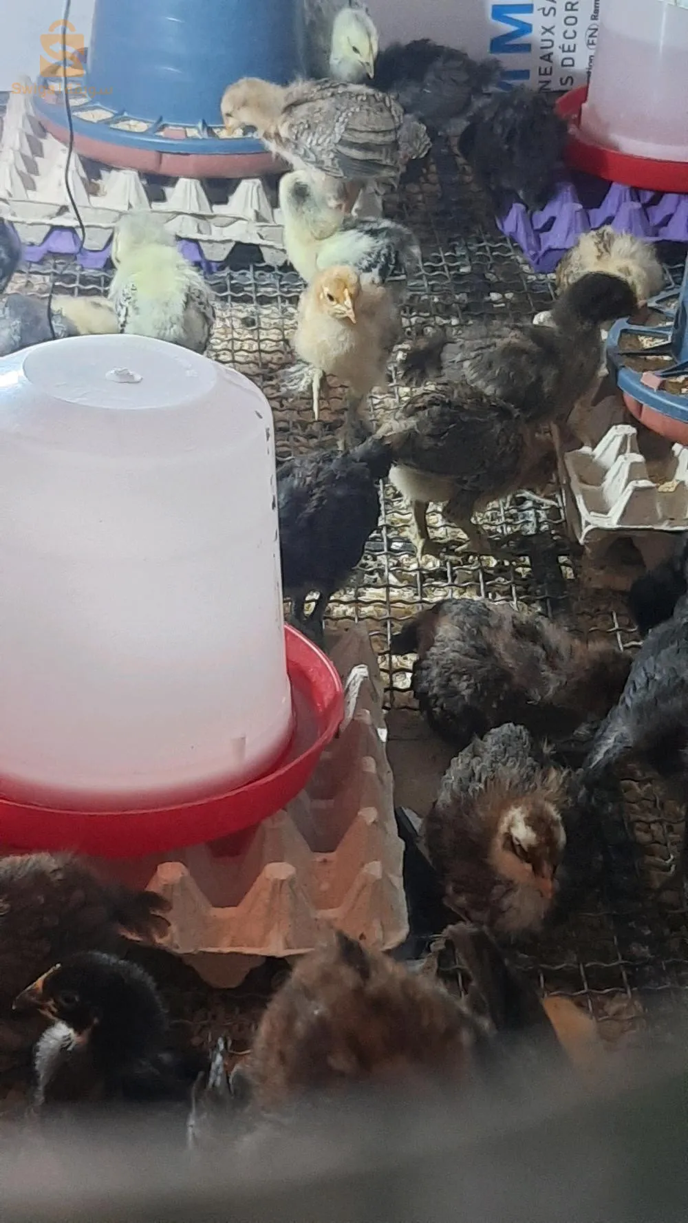 مشونش بسكره