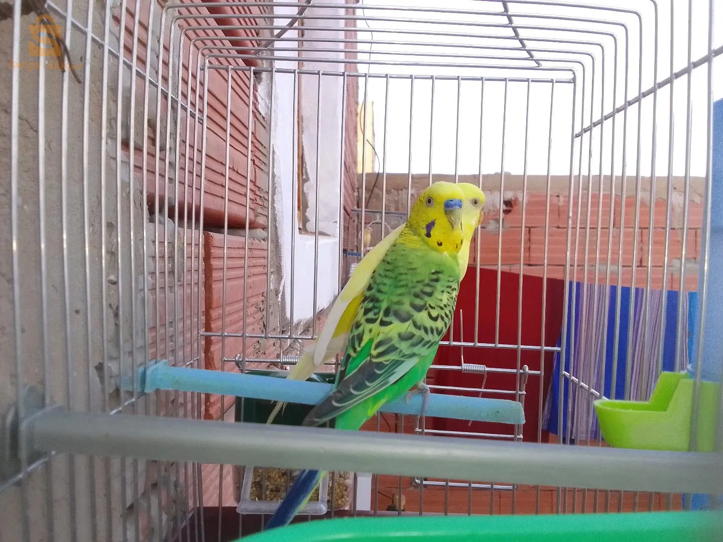 بيريش للبيع