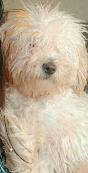 رسلي فل فايسبوك 
Feth elleh RH