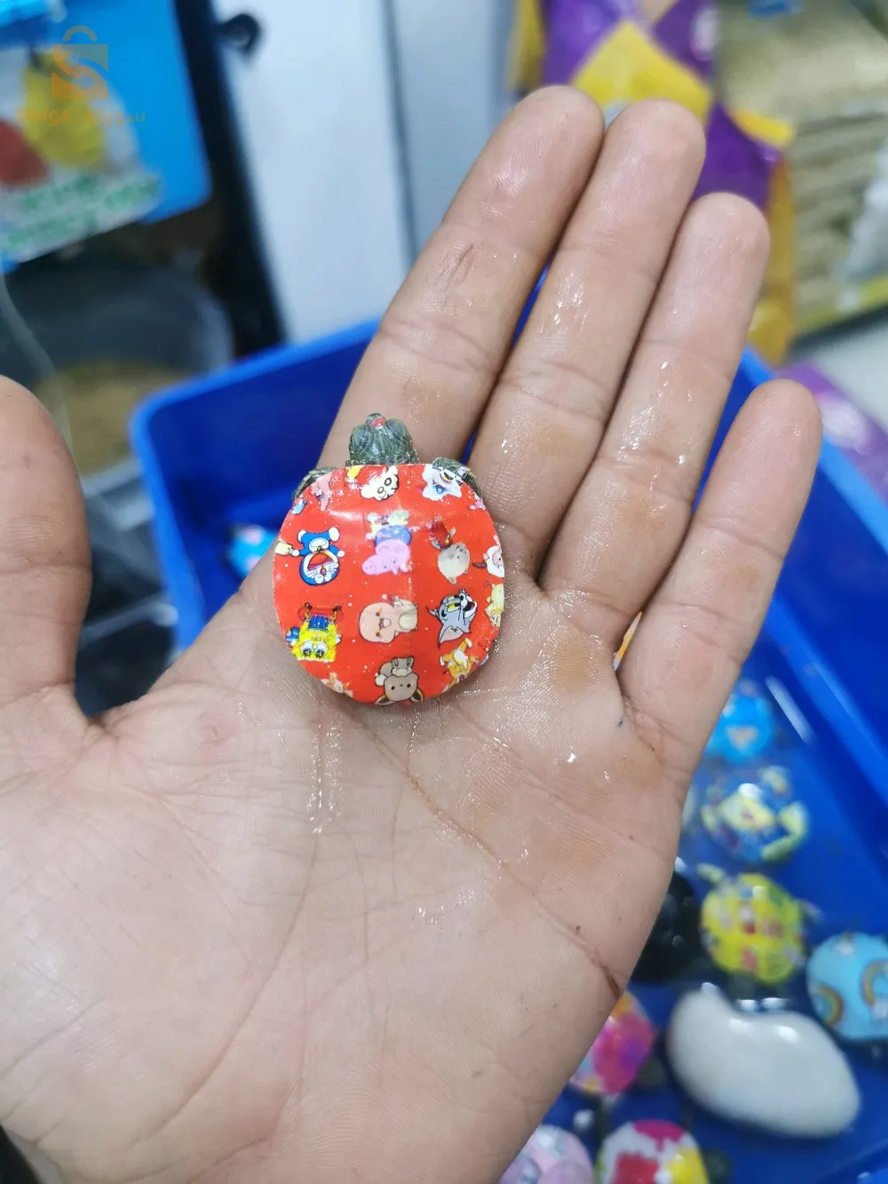 سلاحف برمائية مستوردة